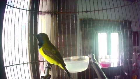 Sriganti sunbird