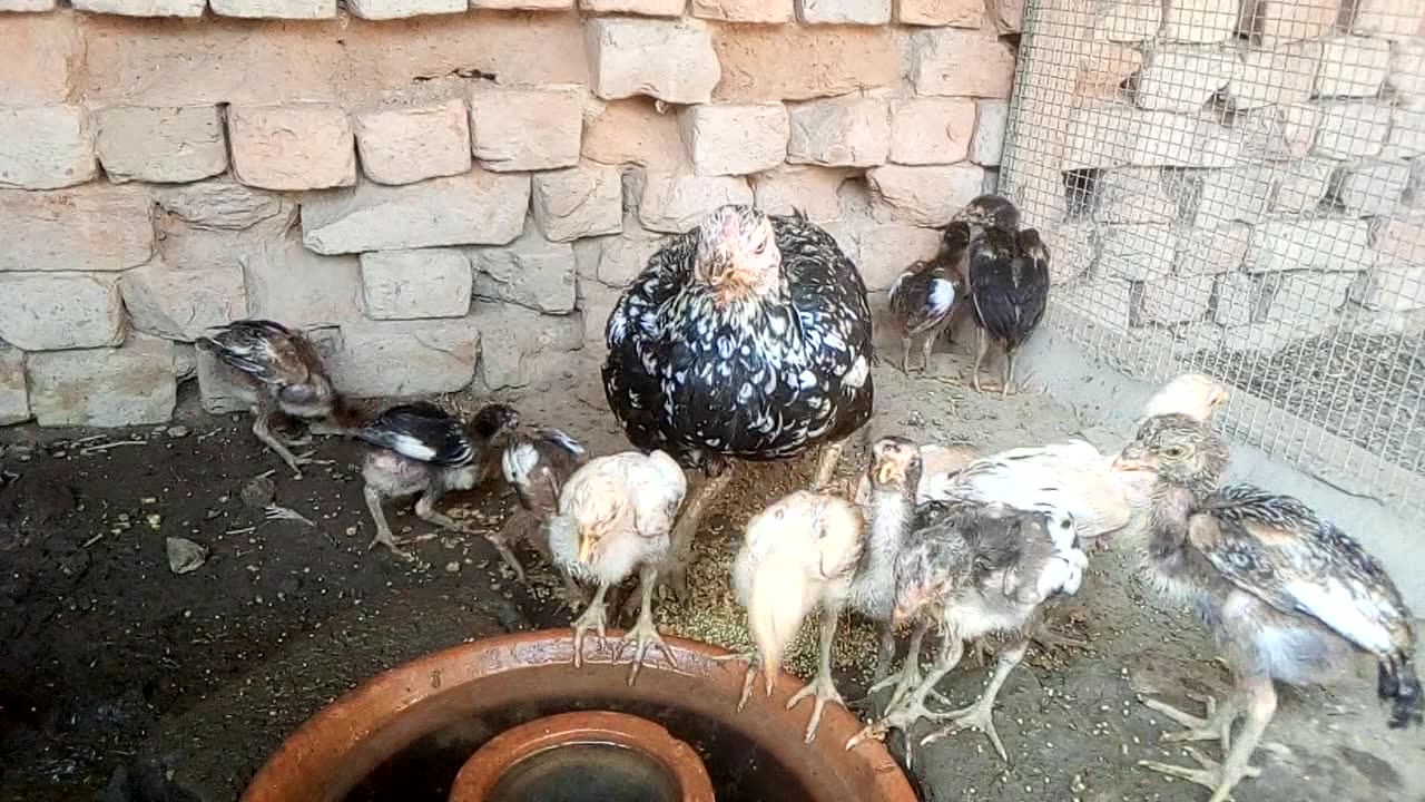https://www.youtube.com/watch?v=lLZDWEKH-aA