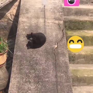 Cat Enjoys Sliding Like a Pro گربه‌ای که مثل حرفه‌ای‌ها سرسره بازی می‌کنه