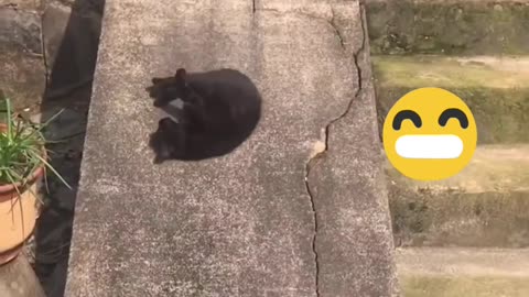 Cat Enjoys Sliding Like a Pro گربه‌ای که مثل حرفه‌ای‌ها سرسره بازی می‌کنه