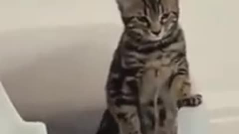 Concentrating cat