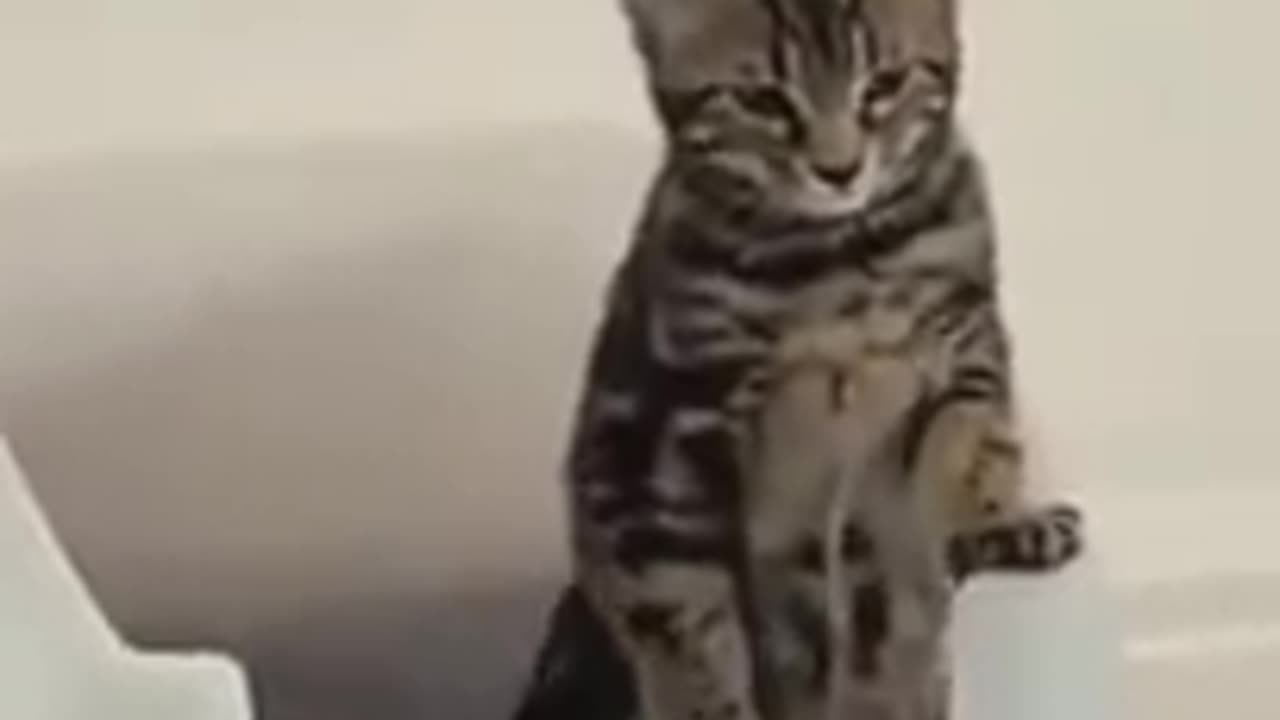 Concentrating cat