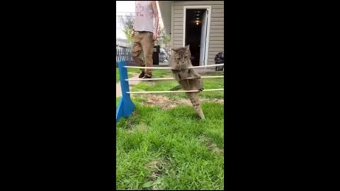 Funny cats fighting
