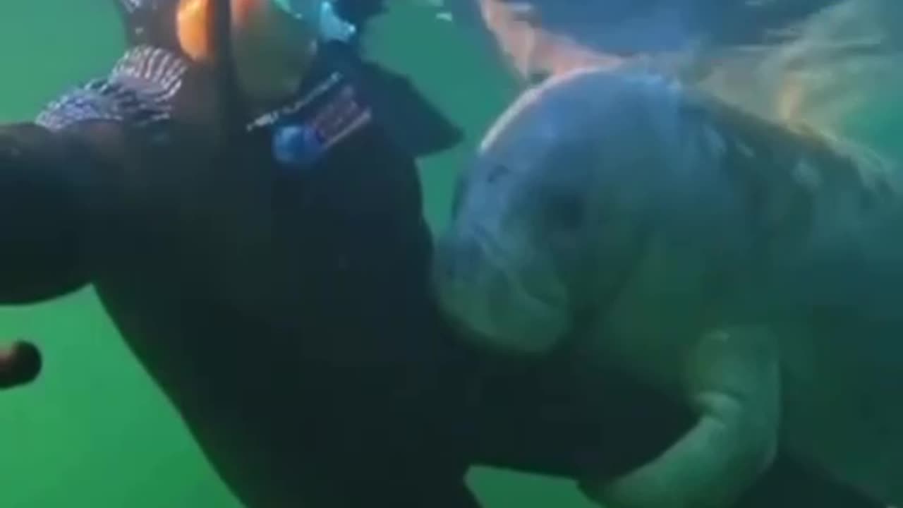 Very friendly manatee