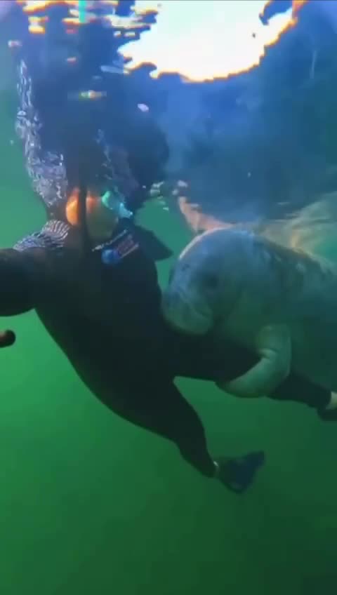 Very friendly manatee