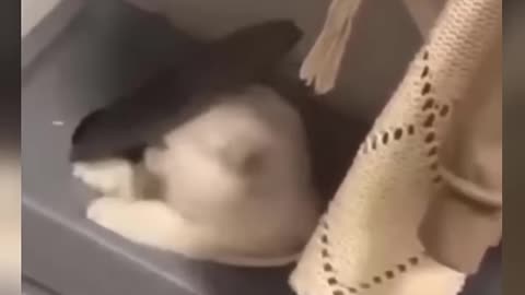 Animal ke funny moments 😂😂😂😂😂