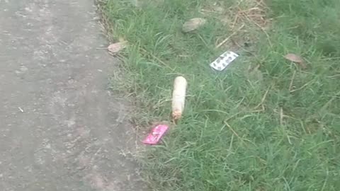 Watch two cats fight.