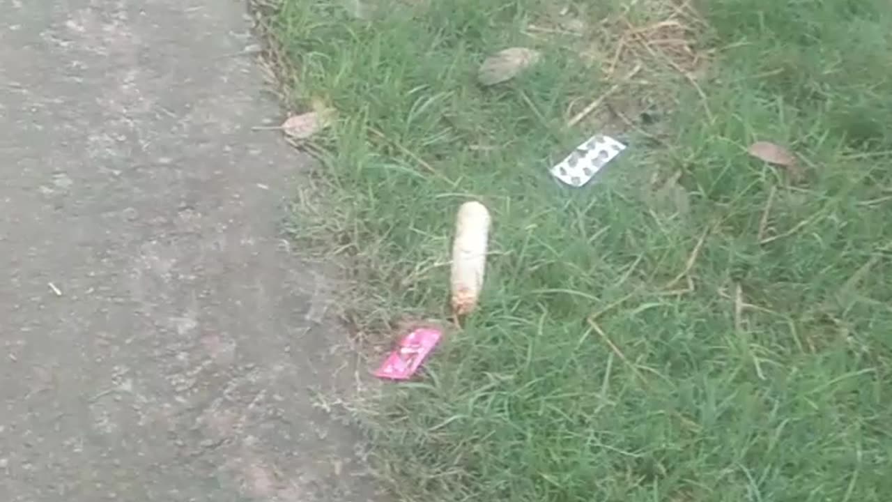 Watch two cats fight.