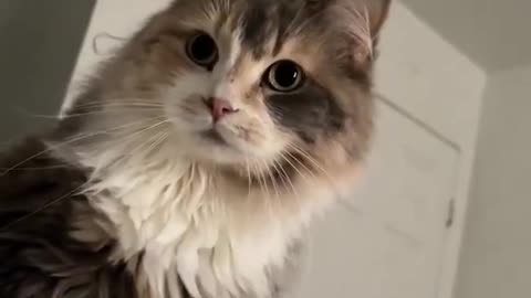 cat said “oh she seem upset” 😂😂