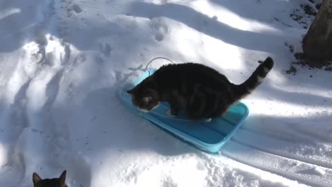 そりとねこ。-The sled and Maru.-