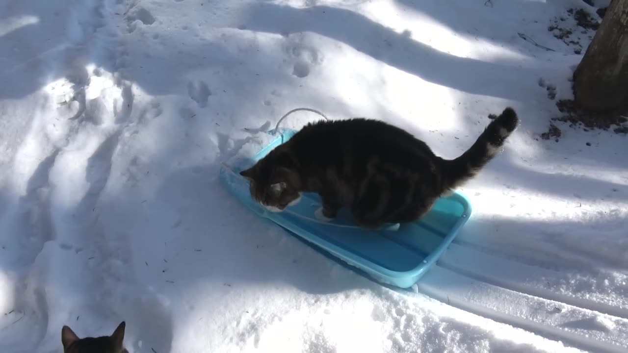 そりとねこ。-The sled and Maru.-