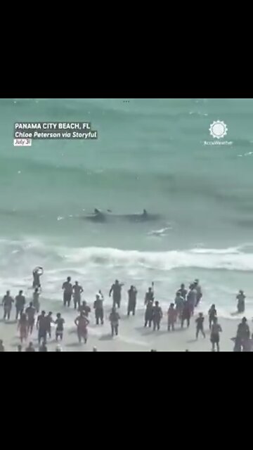 STINGRAY VS BULL SHARK🏝️🦑🏊‍♂️🌊🦈📸FIGHTING FOR SURVIVAL🏖️🏊‍♀️🦈🌊🏄‍♂️🦑💫