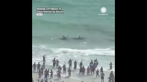 STINGRAY VS BULL SHARK🏝️🦑🏊‍♂️🌊🦈📸FIGHTING FOR SURVIVAL🏖️🏊‍♀️🦈🌊🏄‍♂️🦑💫