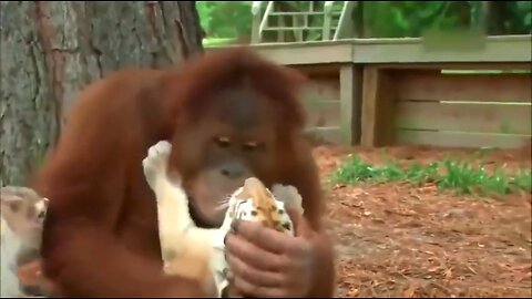 THE RUIN OF REBELLION - DAILY DEVOTIONAL ❤️