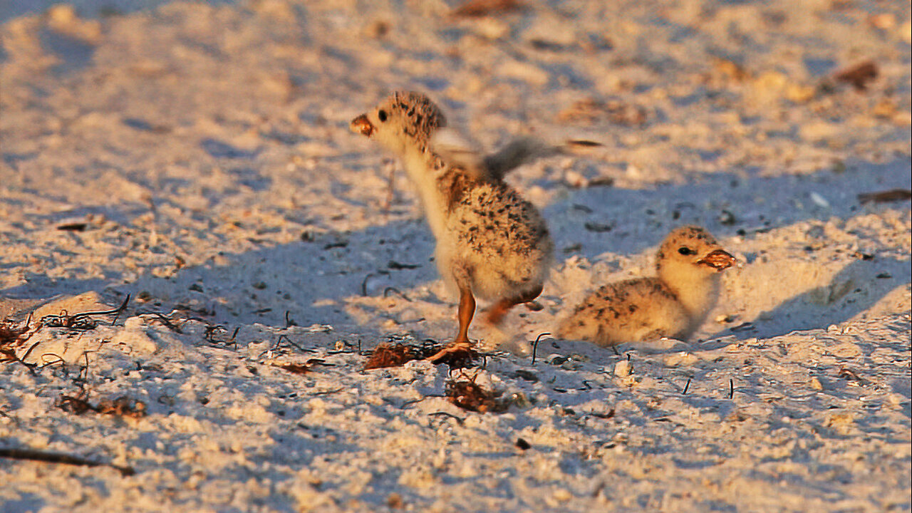 Day 11 Part 3: Black Skimmer Colony Chaos & Mystery Unfolds!