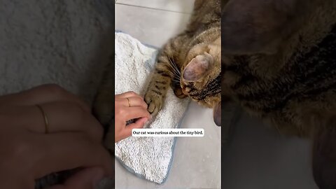 Парень спас птенца из водопада и стал его семьей