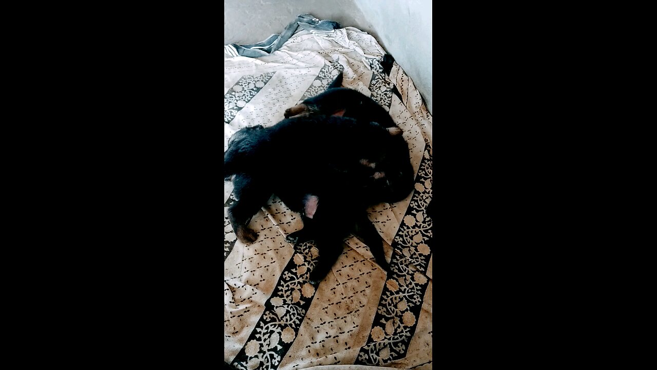 puppy