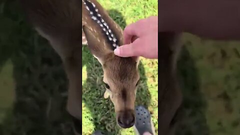 The man found the deers orphan in his precinct and took him in