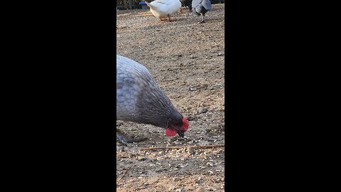 chicken eating