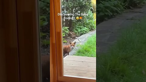 The fox ran to the guys house to ask him to save moms fox