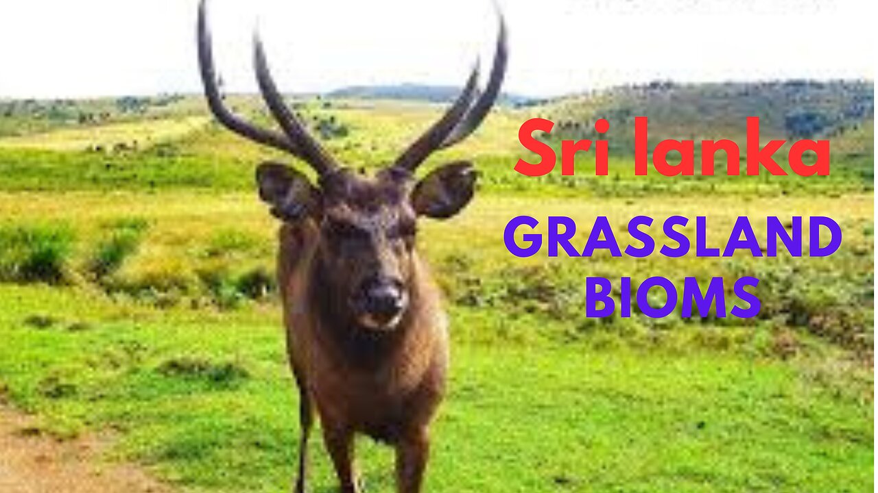 Sri lanka Grassland Biomes