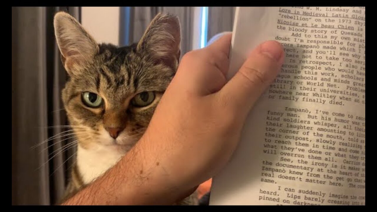 How Minnie "nonchalantly" seeks attention when I'm reading a book 📚📖