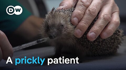One man's mission to save Europe's hedgehogs | Focus on Europe