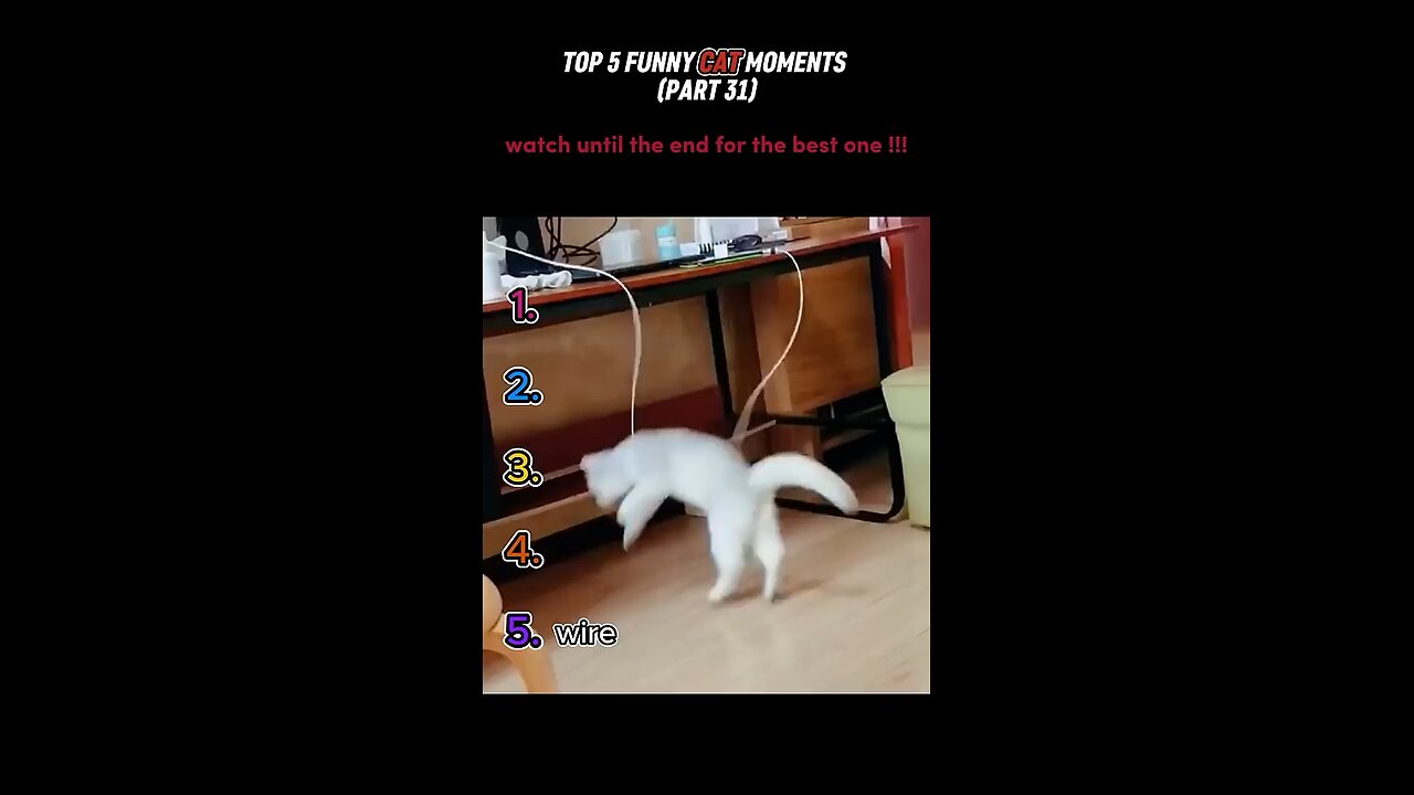 Top 5 Funny Cat