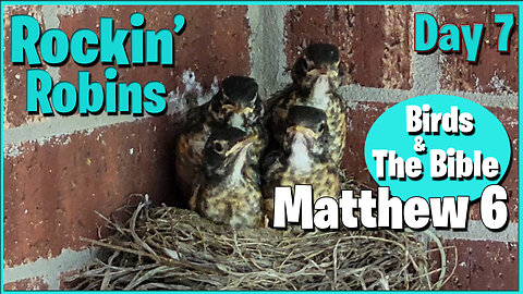 Day 7 - Birds & The Bible: Matthew 6 - Fledgling Robin Watching