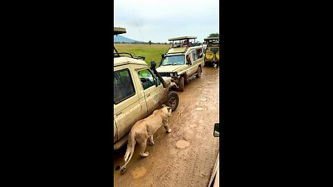 Up Close With The Lionesses