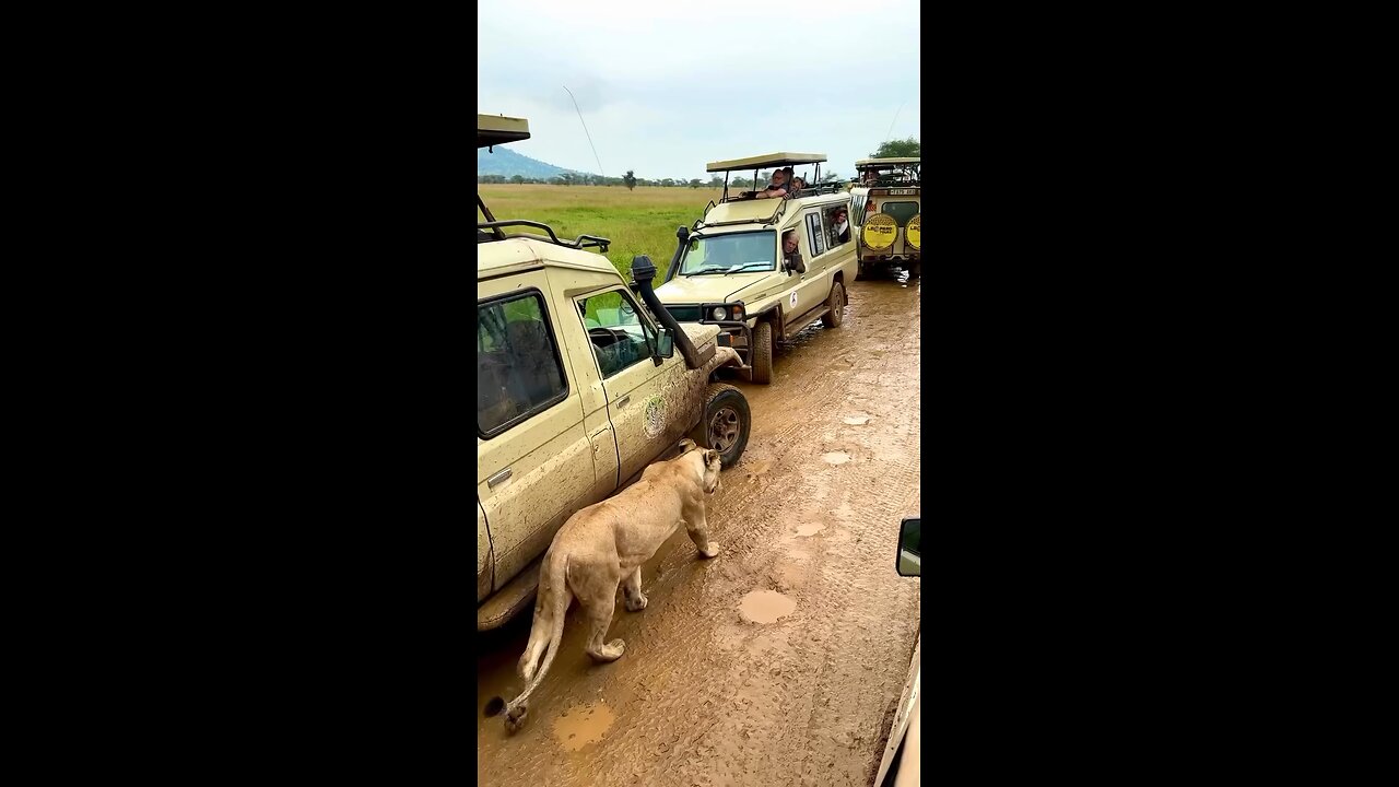 Up Close With The Lionesses