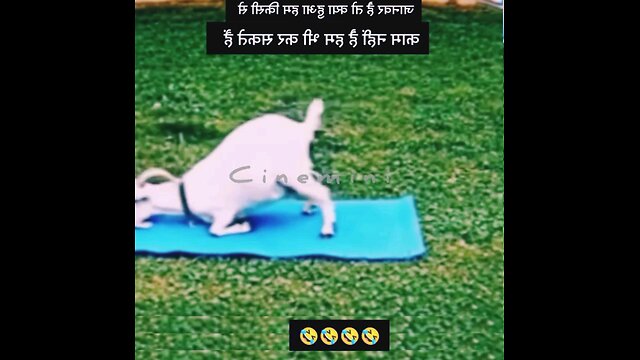 NEWSMAX2 LIVE | Real News for Real People? Too funny!How cute is that.. | Please Follow mefunny 😁