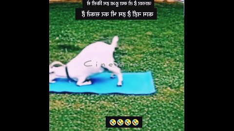 NEWSMAX2 LIVE | Real News for Real People? Too funny!How cute is that.. | Please Follow mefunny 😁