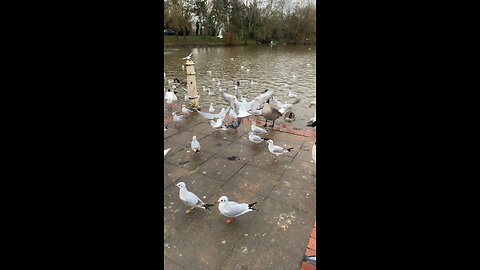 Watermead Lake