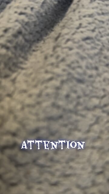 Best pals French bulldog kitten