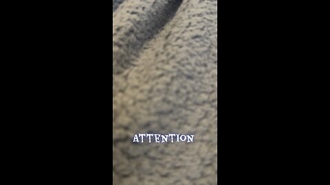 Best pals French bulldog kitten