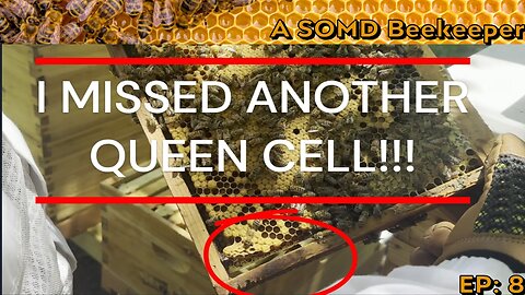 SOMD Beekeeping ep: 8 - Hive 2, problem child! Charged queen cells.