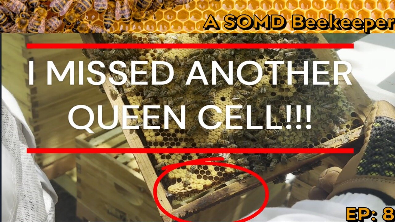 SOMD Beekeeping ep: 8 - Hive 2, problem child! Charged queen cells.