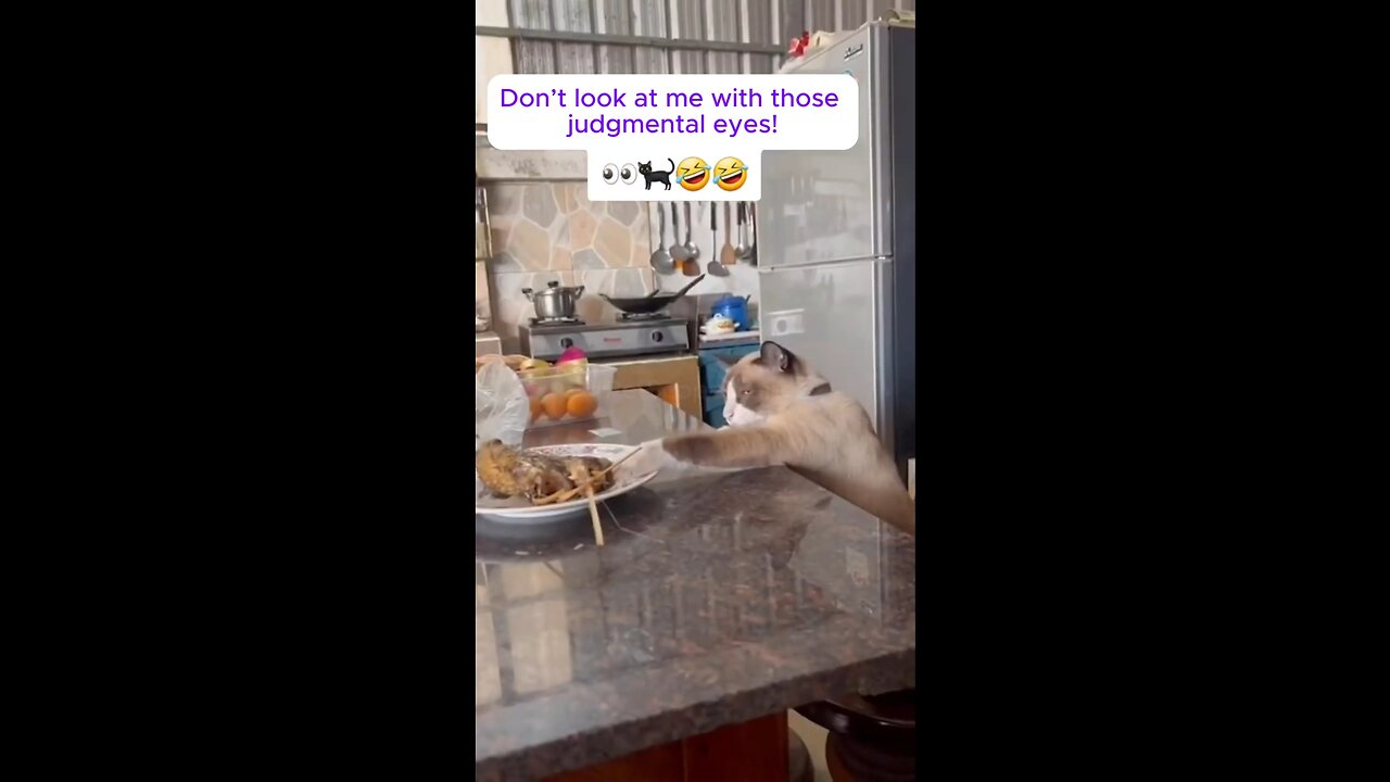 funny animal