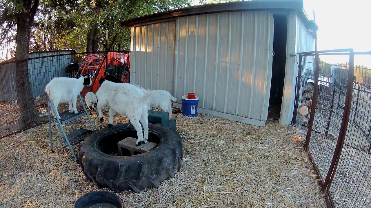 Just mini goats being mini goats