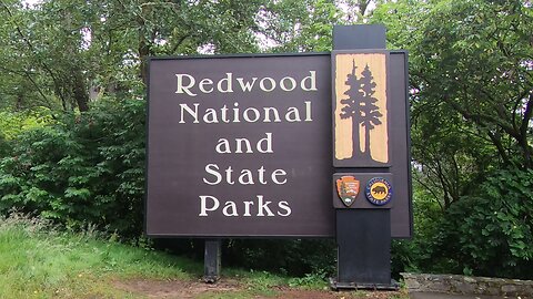 Visit the beautiful Redwood Forest