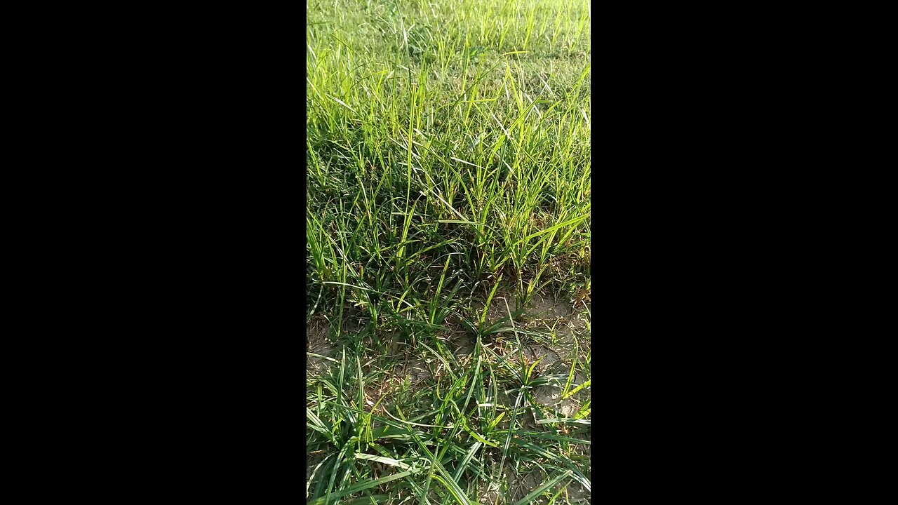 NUTSEDGE (yellow, purple and kyllinga)