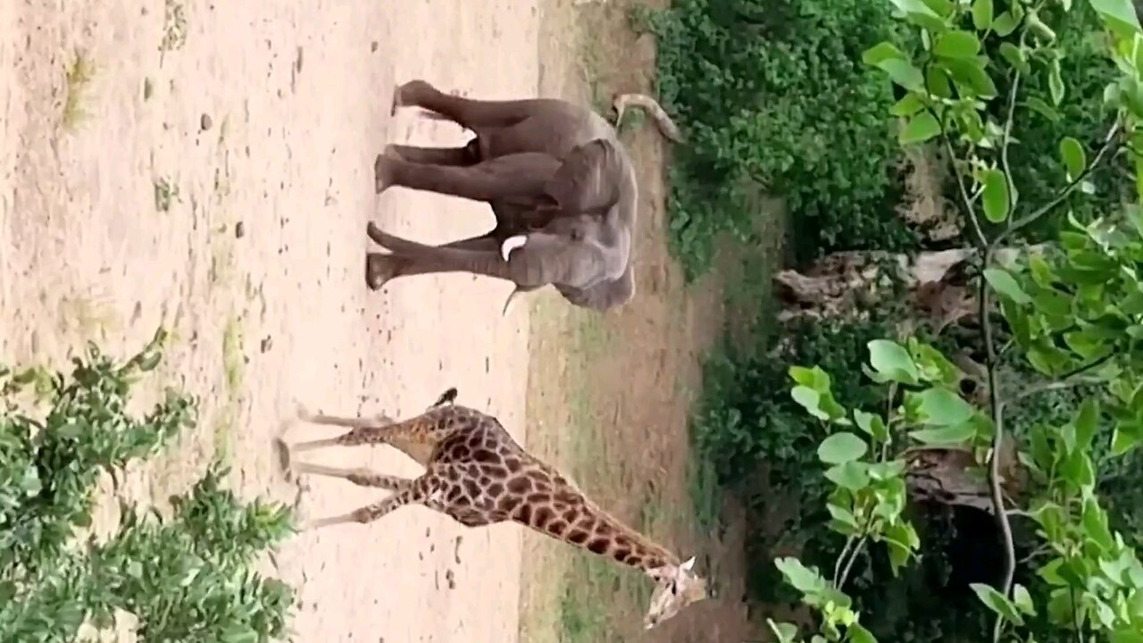 Giraffe Escapes Charging Elephant🐘