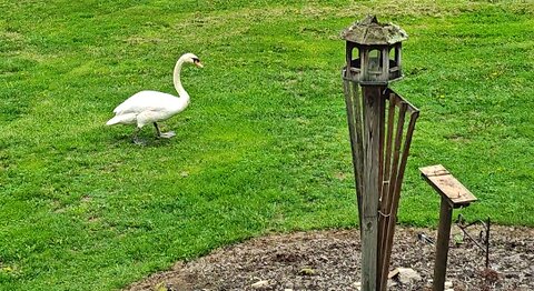 Swan Strolls Through The Front Yard