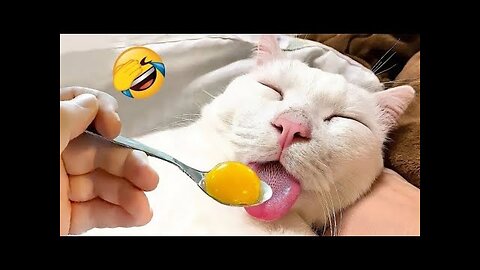 Hilarious Animal Fails That Will Make You Laugh Nonstop!