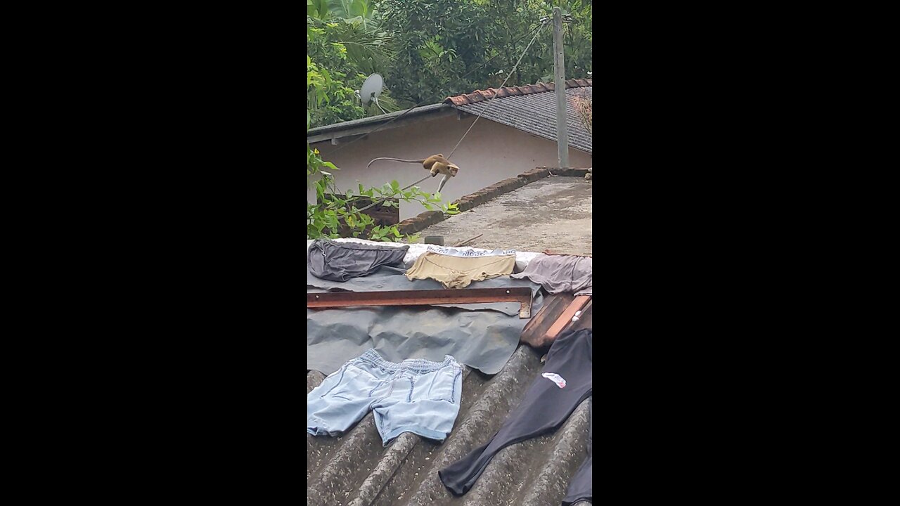 moneky in village show