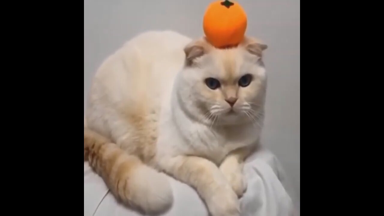 Cute and Funny Cat Videos 😂