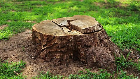 HOW TO REMOVE A STUMP