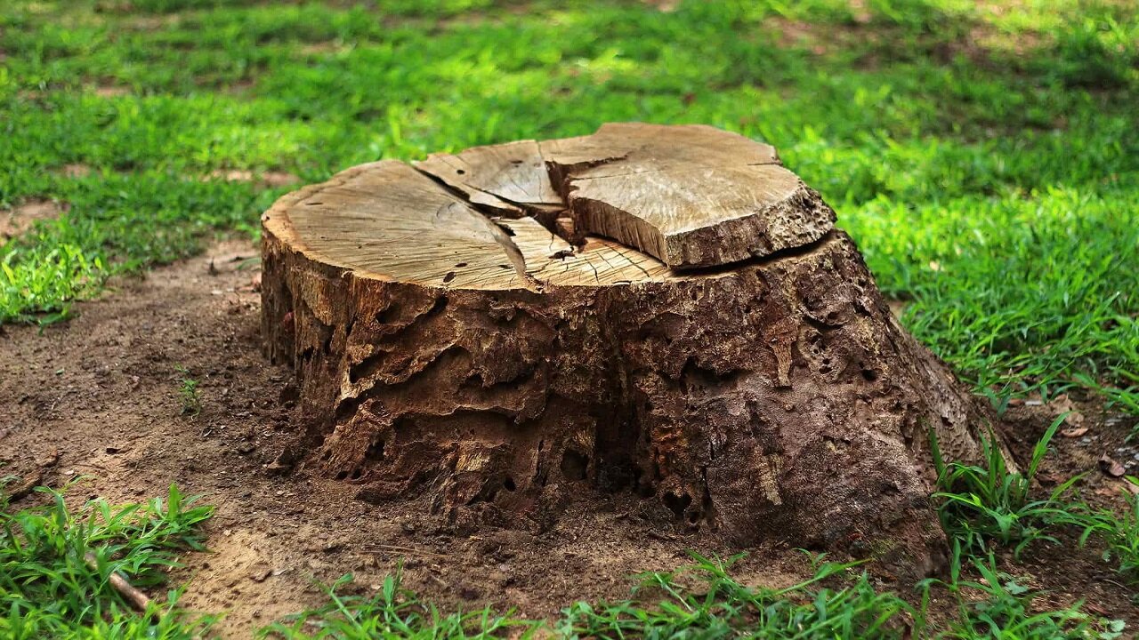 HOW TO REMOVE A STUMP