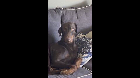 Charlie video of the day